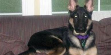 puppies make best friends