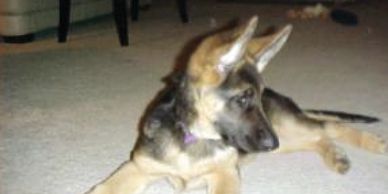 time for a nap in my dog bed