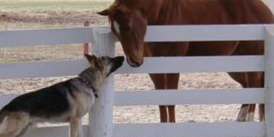 horse friendly dogs
