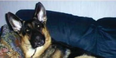 doggie ears are cute