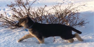snow dogs german shepherd