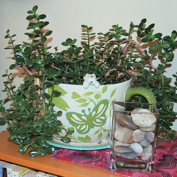 Potted jade plant in a butterfly-themed cup with a decorative glass of stones.
