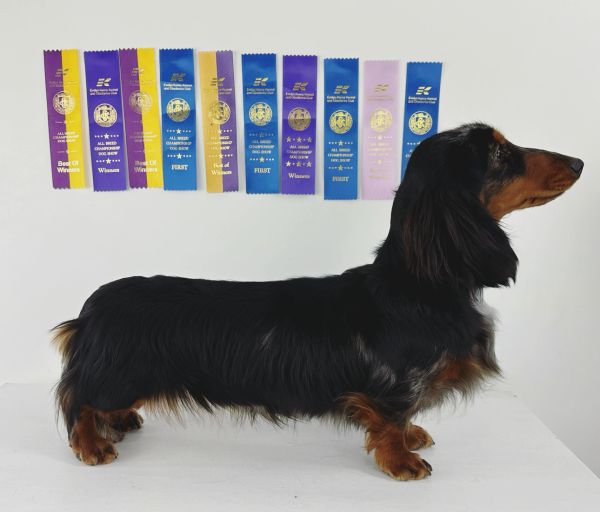 A dachshund standing in profile with award ribbons behind.
