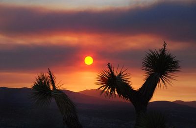 Sunset over desert flora