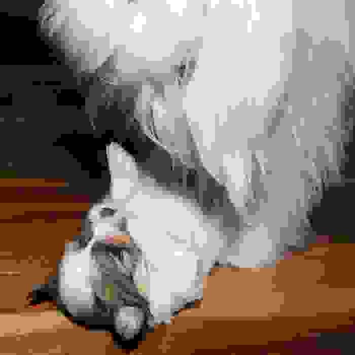 image428