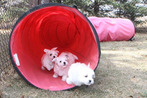 Coton de Tulear puppies running through a tunnel