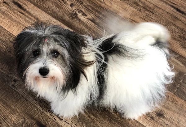 Agatha, a beautiful black and white Coton