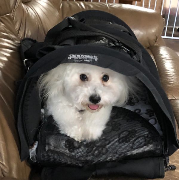 Effie in a sturdi bag