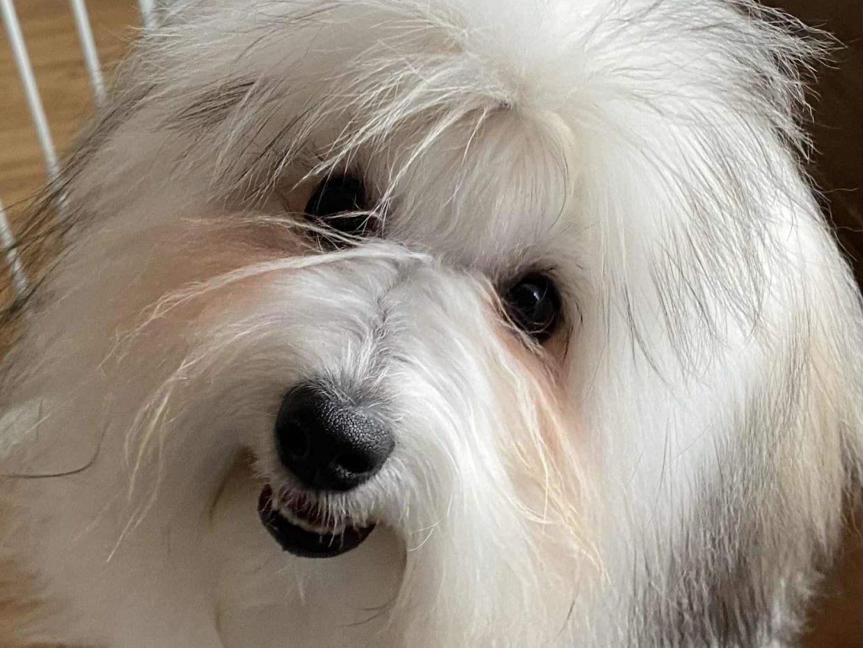 Close-up of a fluffy white dog with dark eyes.