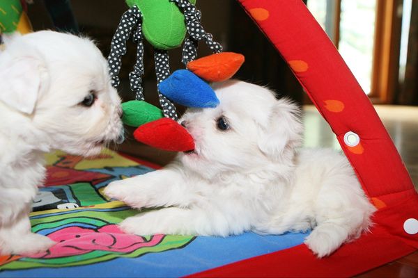 Coton de Tulear puppies