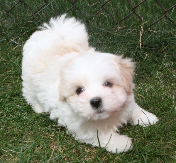 A Coton puppy play bowing