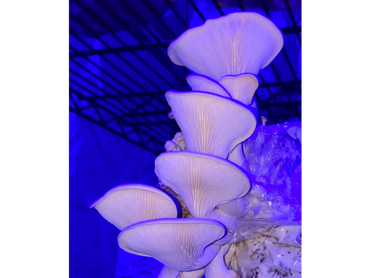 Warm white oyster mushrooms growing in blue light