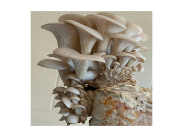 Warm white oyster mushrooms ready for harvest