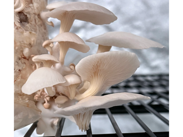 Princess of pearl oyster mushrooms fruiting