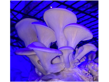 Warm white oyster mushrooms growing under the blue light