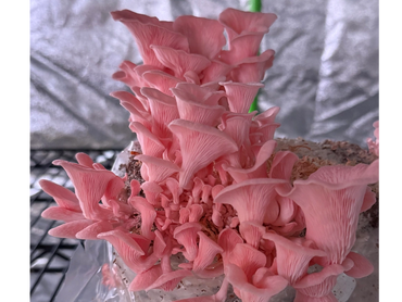 Pink oyster mushrooms