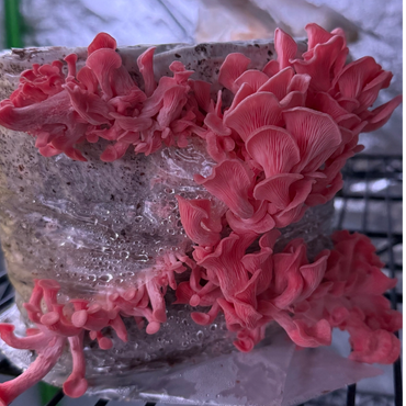 Pink oyster mushrooms sprouting out from cuts made in the bag