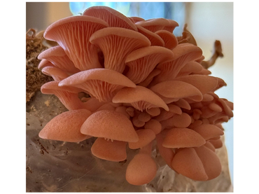 Pink oyster mushrooms sprouting from nutrient block