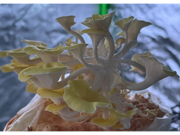A bunch of yellow oyster mushrooms soon ready for harvest
