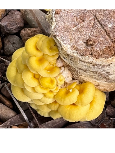 Yellow oyster mushrooms sprouting from a block which was left in the rain