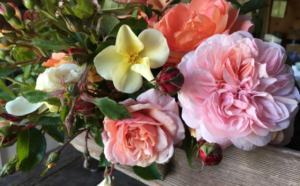 English garden roses, David Austin roses, All My Thyme