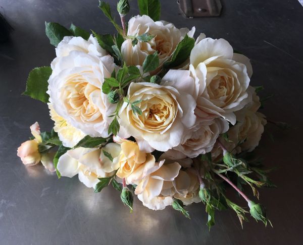 David Austin English Garden Roses, Crocus Rose, All My Thyme