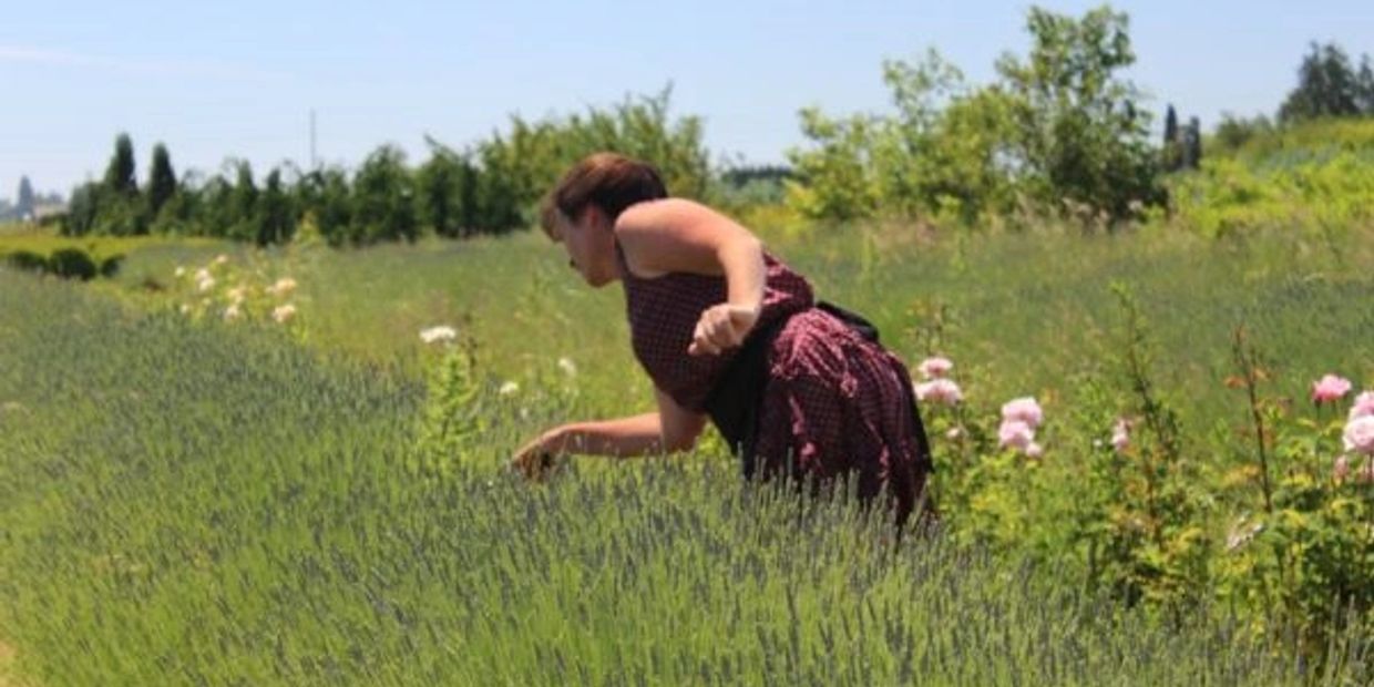 field of fresh lavender