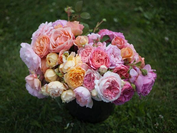 fresh cut garden roses