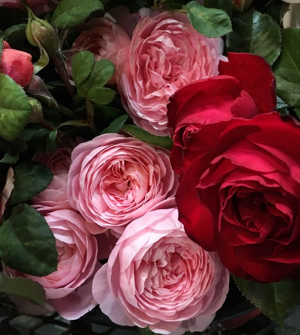 David Austin English Roses, Queen of Sweden garden rose