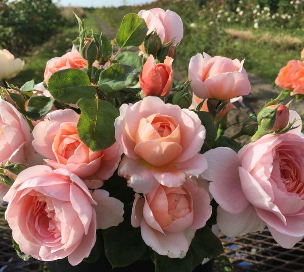 fresh cut roses, David Austin English Roses, Queen of Sweden garden rose, All My Thyme