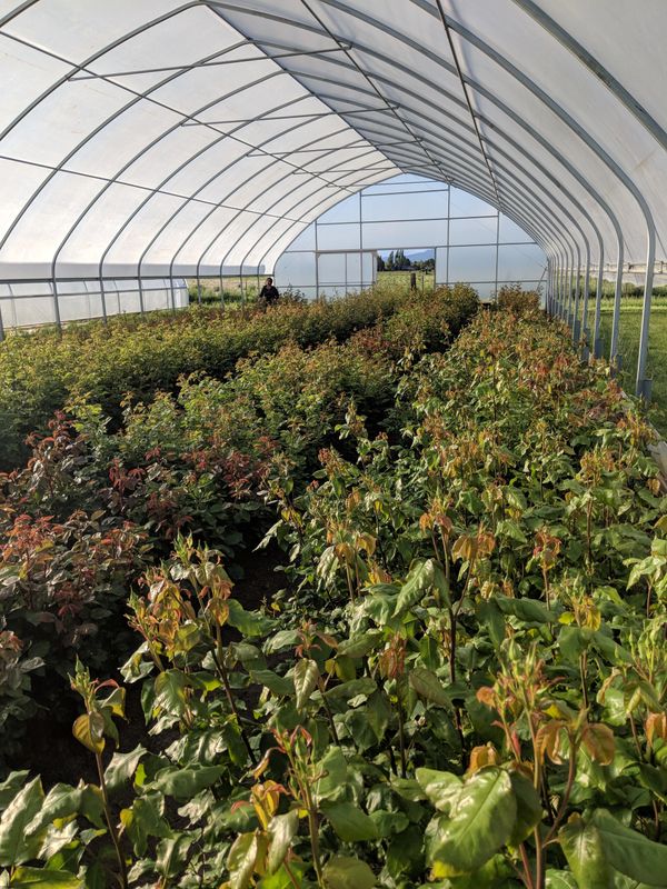 garden roses, All My Thyme, English roses