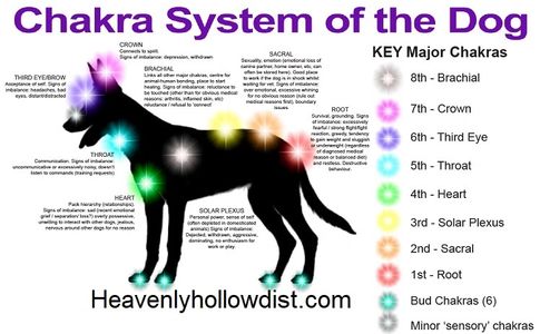 Pet Reiki, Animal Reiki,Dog Reiki, Capital District, Albany, Troy, Schenectady , Averill Park,