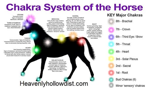 Pet Reiki, Animal Reiki,Horse Reiki, Capital District, Albany, Troy, Schenectady , Averill Park,