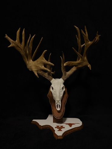 Mounted deer skull with large antlers on a Texas-shaped plaque.