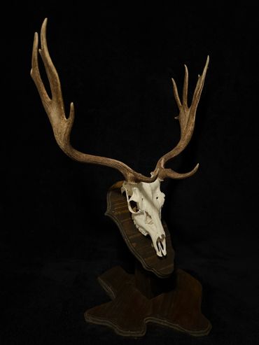 Mounted deer skull with large antlers on a wooden plaque against a black background.