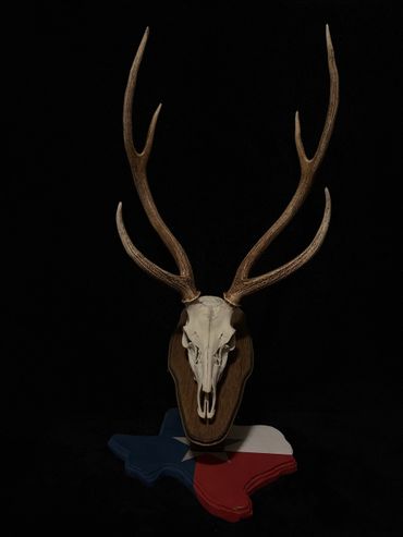 Mounted deer skull with antlers on a Texas-shaped base painted in the Texas flag colors.