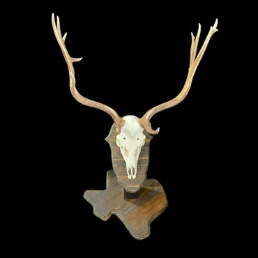 Mounted deer skull with antlers on a wooden Texas-shaped plaque.