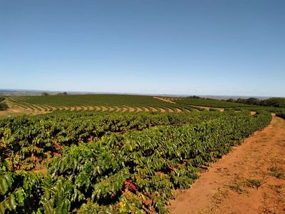 Fazenda de café