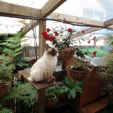 Kimba in the outdoor cattery.