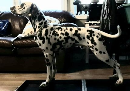 Clairity N Echoviews Ultra Instinct