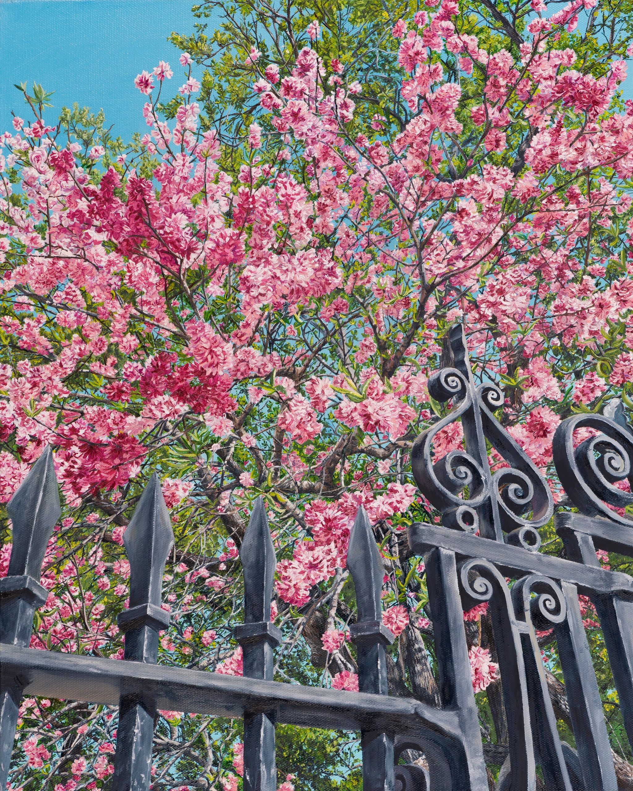 Pink tree blossoms in full spring behind a  spiked wrought iron fence.