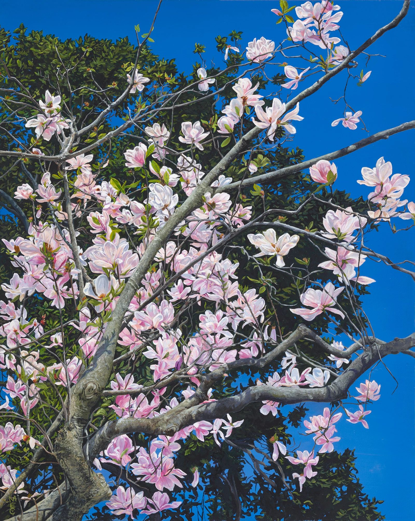 Upper branches of a magnolia tree covered in white an pink blossoms sprawl across the deep blue sky.