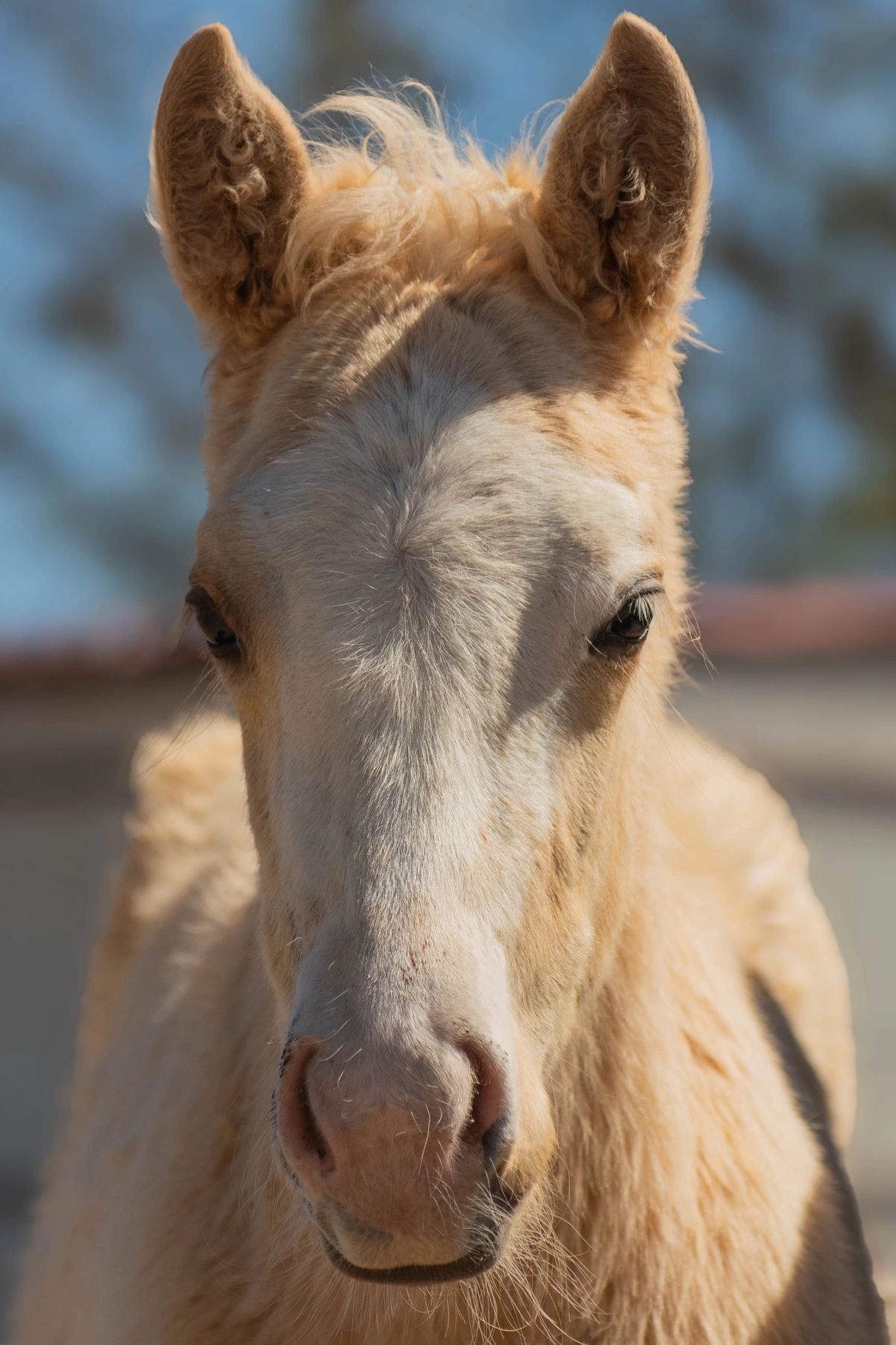 Los Palominos, Mexico, genetica equina