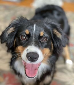 Mini Australian Shephard posing with a smile
