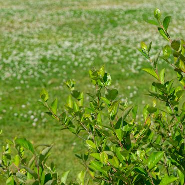 Green leafy plants with a blurred grassy field and white flowers in the background.