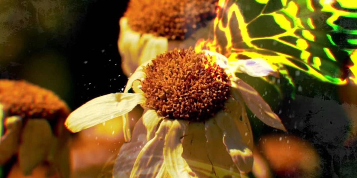 A vibrant butterfly rests on a yellow flower with brown center under sunlight.