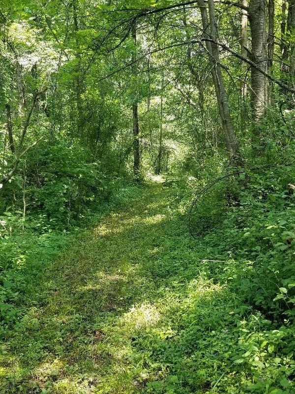 A sunlit green forest path surrounded by dense foliage.