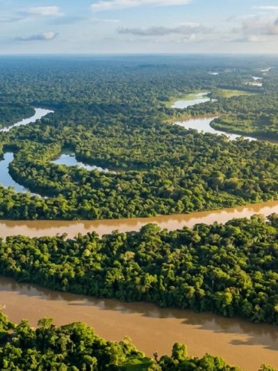 Aerial view of winding rivers flowing through lush green rainforest.