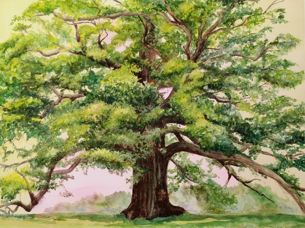 The Logan Oak transparent watercolor by Maria Freed