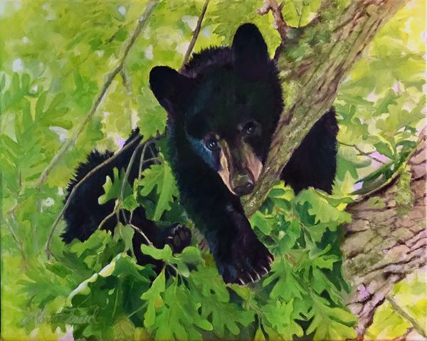 Young black bear in a white oak oil painting
